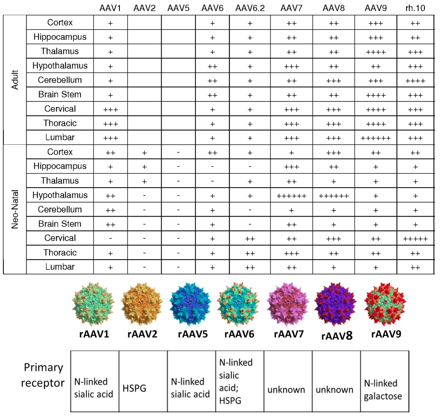 AAV table serotype tropism
